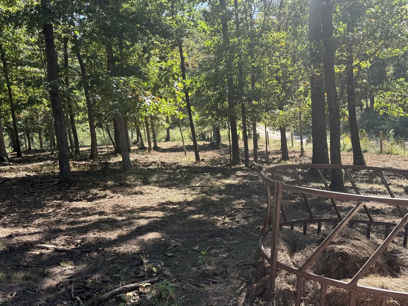 Woods mulched clean under the trees, a round hay ring back in the open
