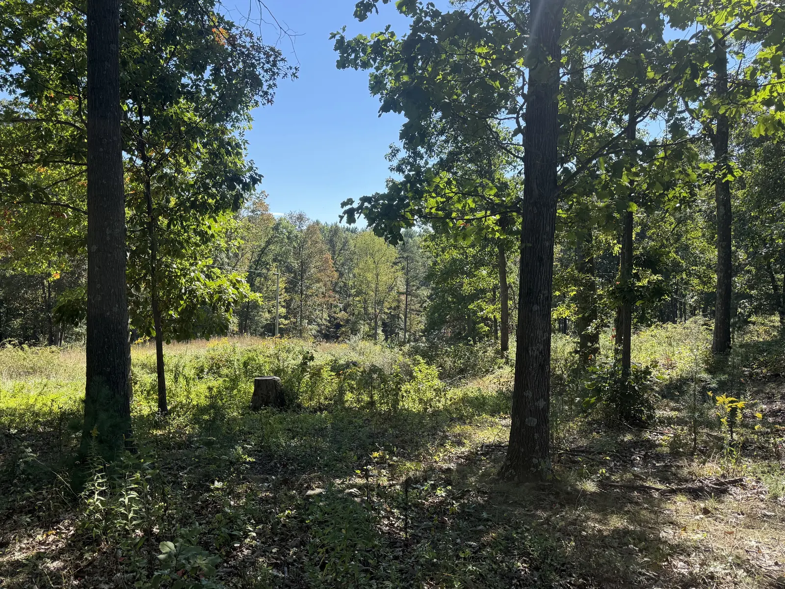 Before mulching: weeds and brush grown up around a stump under the trees
