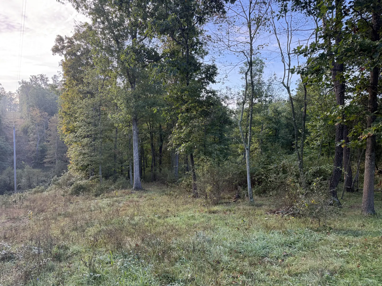 Before mulching: brush, briars and dead limbs under the trees at the edge of a field