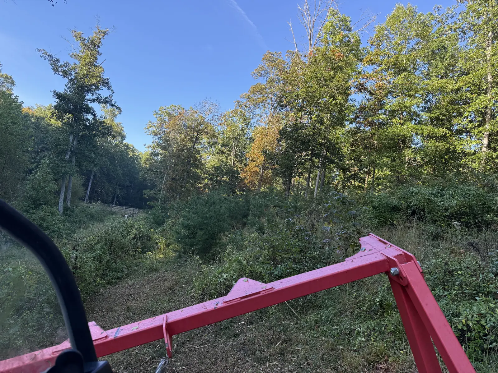 Before mulching: brush and saplings under the trees, seen from the loader cab