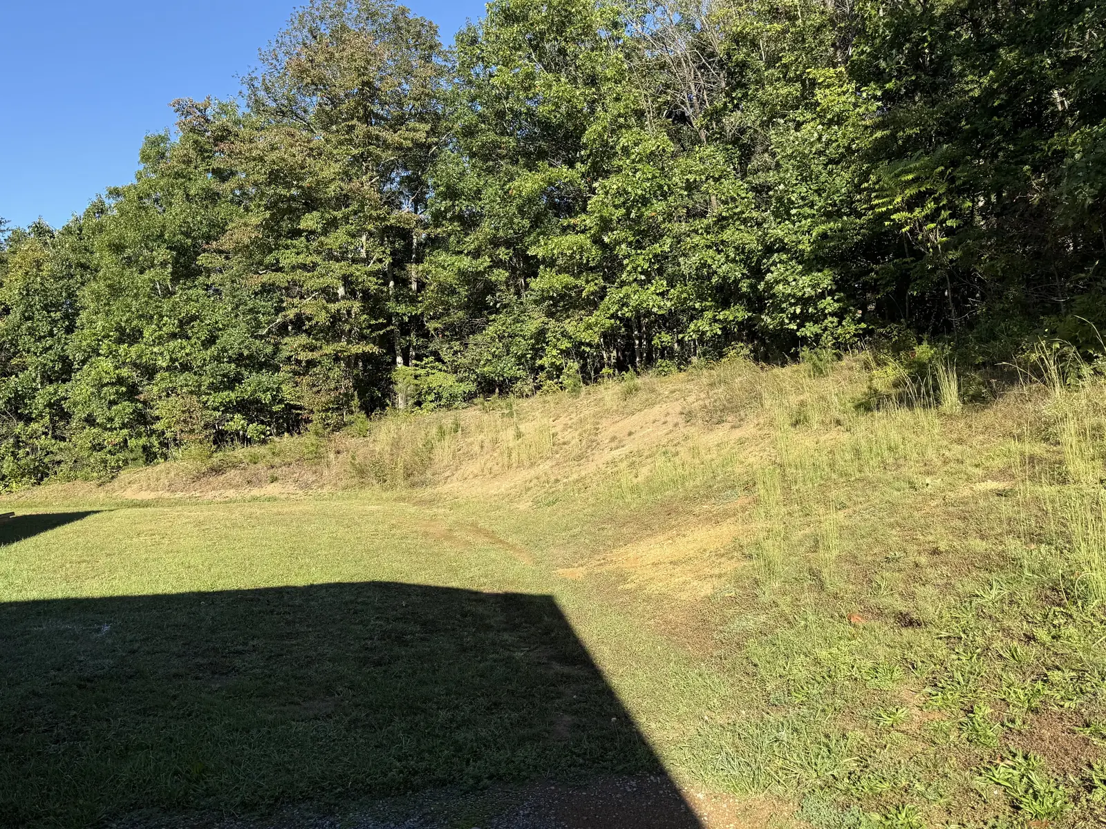 Before: an overgrown bank below the tree line at the back of a yard